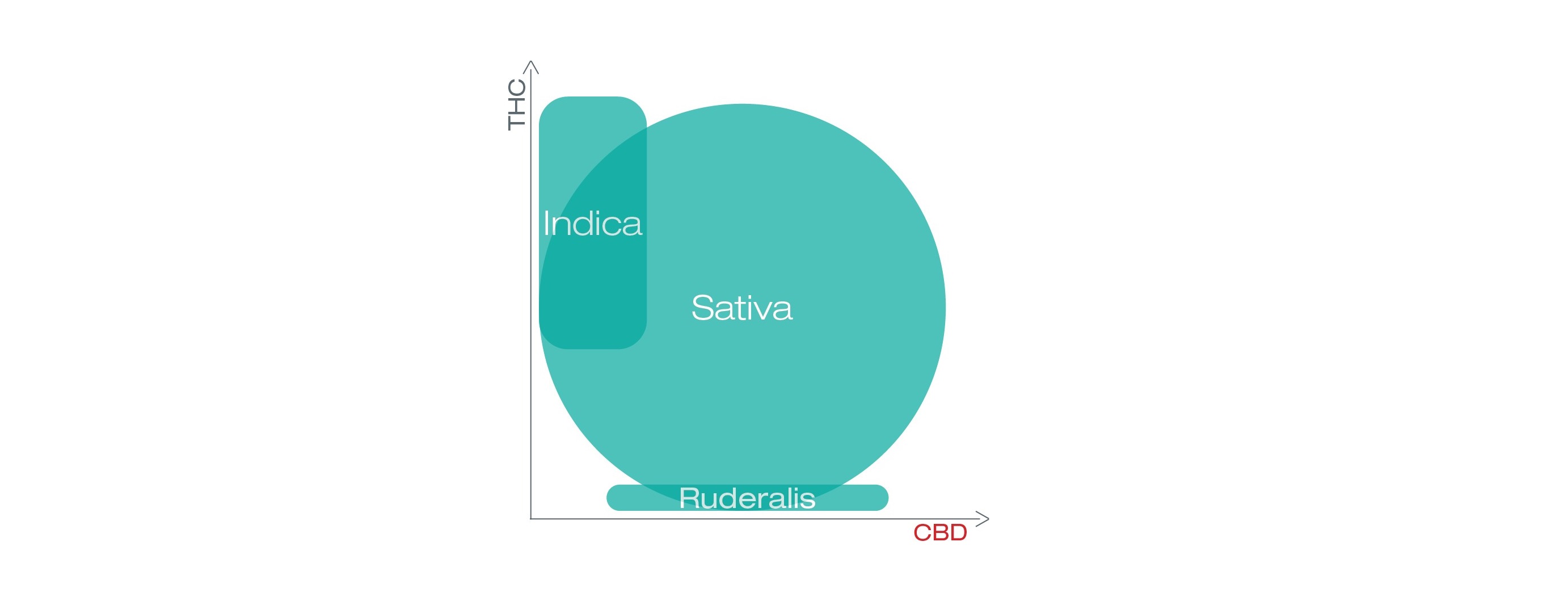 diagram znázorňující THC a CBD v sativa, indica a ruderalis